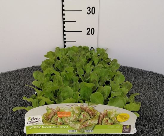 Immagine di LATTUGA BRASILIANA ROSSA PACK 9 PIANTE