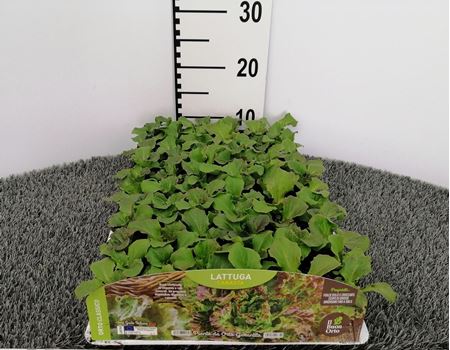 Immagine di LATTUGA CANASTA PACK 9 PIANTE