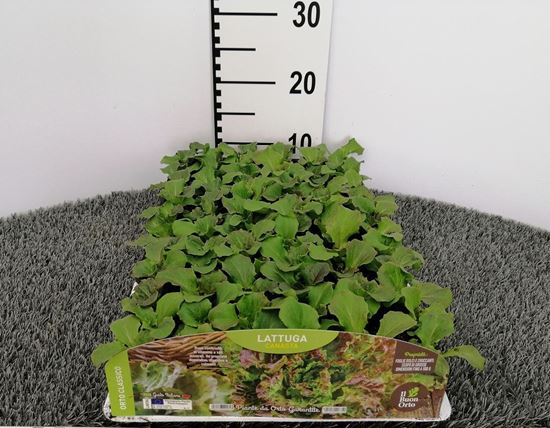 Immagine di LATTUGA CANASTA PACK 9 PIANTE