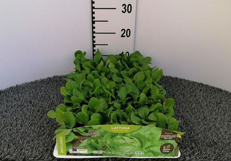 Immagine di LATTUGA CAPPUCCINA PACK 9 PIANTE