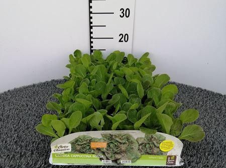 Immagine di LATTUGA CAPPUCCINA ROSSA PACK 9 PIANTE