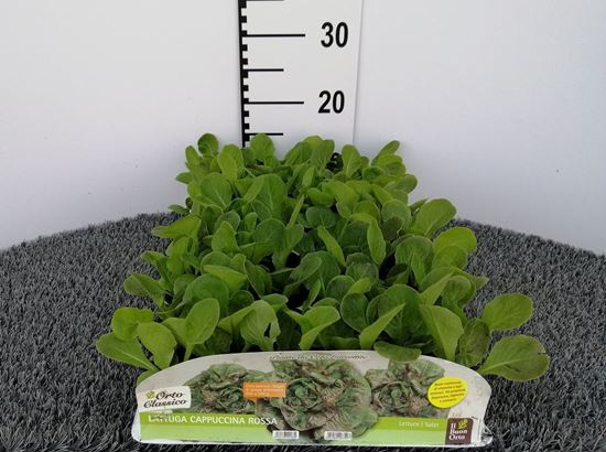 Immagine di LATTUGA CAPPUCCINA ROSSA PACK 9 PIANTE