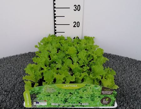 Immagine di LATTUGA GENTILINA VERDE PACK 9 PIANTE