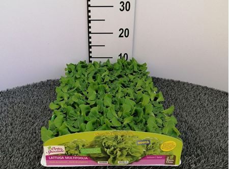 Immagine di LATTUGA MULTIFOGLIA LISCIA PACK 9 PIANTE