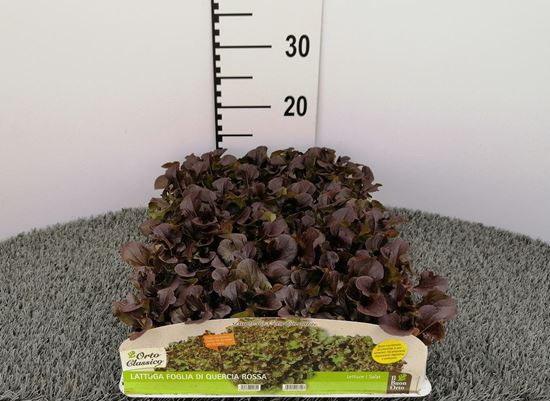 Immagine di LATTUGA F. DI QUERCIA ROSSA PACK 9 PIANTE