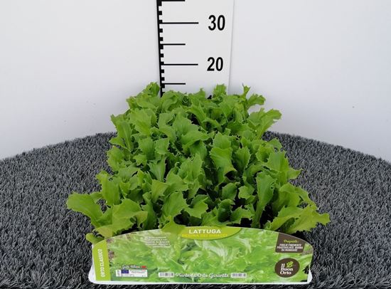 Immagine di LATTUGA REGINA DEI GHIACCI PACK 9 PIANTE