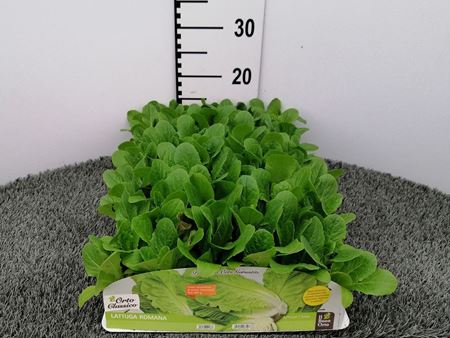 Immagine di LATTUGA ROMANA PACK 9 PIANTE