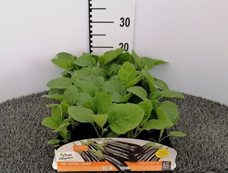 Immagine di MELANZANA LUNGA F1 PACK 4 PIANTE