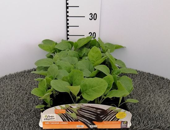 Immagine di MELANZANA LUNGA F1 PACK 4 PIANTE