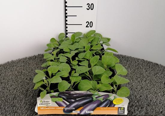 Immagine di MELANZANA LUNGA VIOLETTA F1 PACK 4 PIANTE