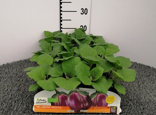 Immagine di MELANZANA TONDA VIOLETTA F1 PACK 4 PIANTE