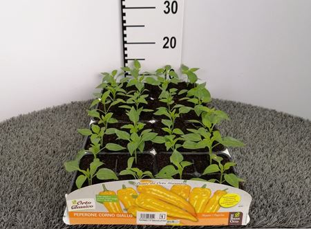 Immagine di PEPERONE CORNO GIALLO F1 PACK 4 PIANTE