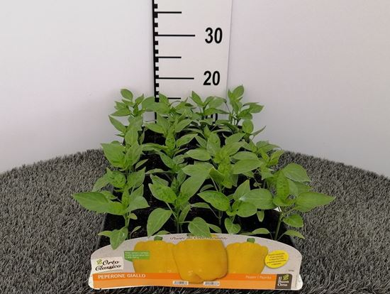 Immagine di PEPERONE GIALLO F1 PACK 4 PIANTE
