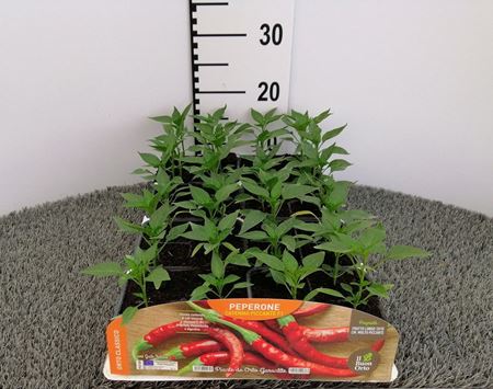 Immagine di PEPERONE PICCANTE CAYENNA F1 PACK 4 PIANTE