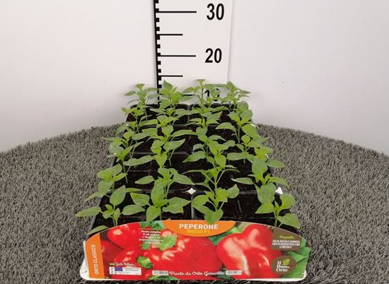 Immagine di PEPERONE ROSSO F1 PACK 4 PIANTE