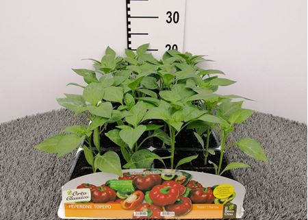 Immagine di PEPERONE CALABRESE TOPEPO F1 PACK 4 PIANTE
