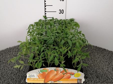 Immagine di POMODORO BANANA F1 PACK 4 PIANTE