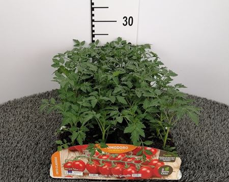 Immagine di POMODORO CILIEGIA F1 PACK 4 PIANTE