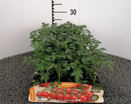 Immagine di POMODORO CILIEGIA F1 PACK 4 PIANTE