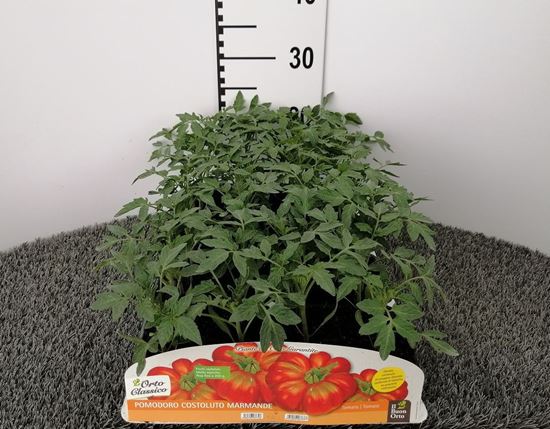 Immagine di POMODORO COSTOLUTO MARMANDE F1 PACK 4 PIANTE
