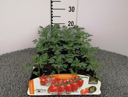 Immagine di POMODORO DATTERINO F1 PACK 4 PIANTE