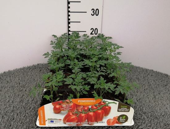 Immagine di POMODORO DATTERINO F1 PACK 4 PIANTE