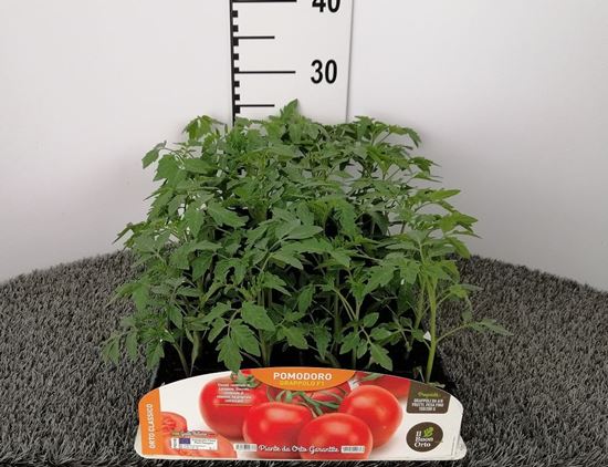 Immagine di POMODORO GRAPPOLO F1 PACK 4 PIANTE