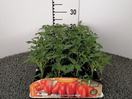 Immagine di POMODORO SAN MARZANO F1 PACK 4 PIANTE