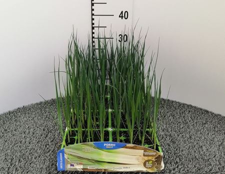 Immagine di PORRO F1 PACK 12 PIANTE