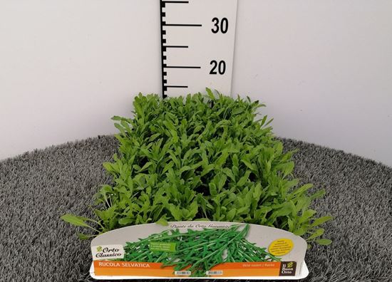 Immagine di RUCOLA SELVATICA PACK 9 PIANTE