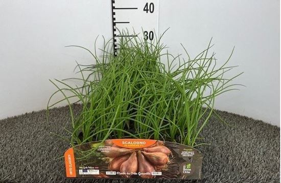 Immagine di SCALOGNO OLANDESE F1 PACK 12 PIANTE