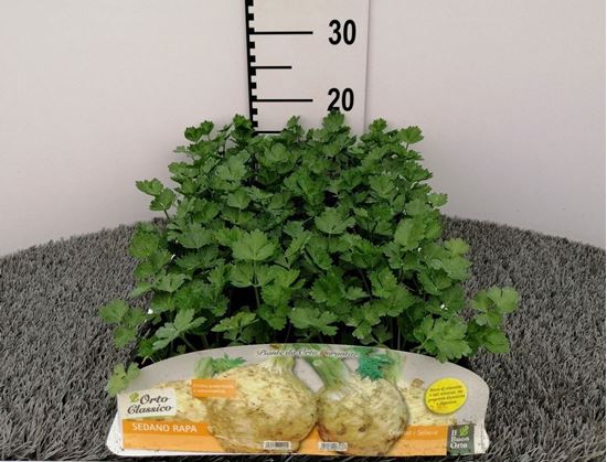 Immagine di SEDANO RAPA F1 PACK 6 PIANTE