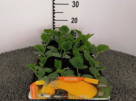 Immagine di ZUCCHINO GIALLO FRIULANO PACK 4 PIANTE