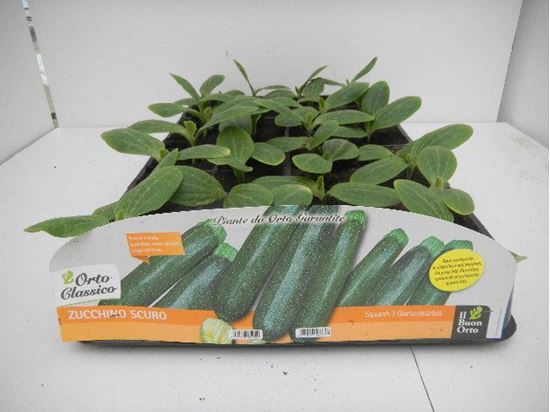 Immagine di ZUCCHINO SCURO F1 PACK 4 PIANTE