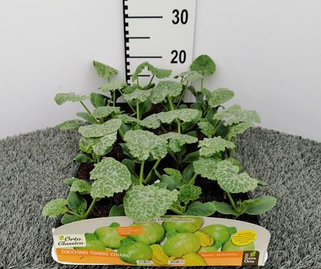Immagine di ZUCCHINO TONDO CHIARO F1 PACK 4 PIANTE