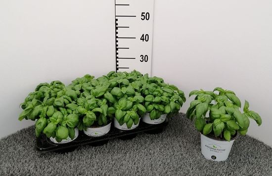 Immagine di BASILICO GENOVESE CLASSICO V.14 CM