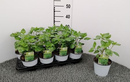 Immagine di BASILICO DI MONTAGNA V.14 CM