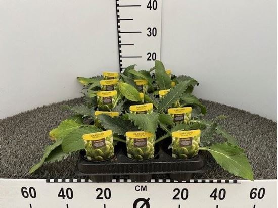 Immagine di CARCIOFO VERDE F1 V.10 CM