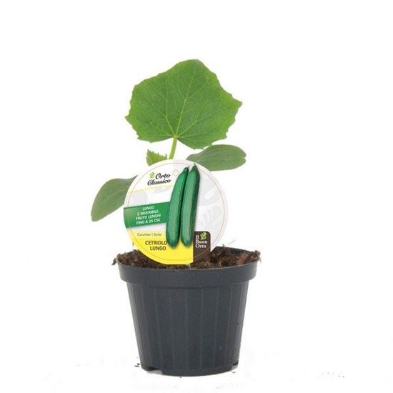 Immagine di CETRIOLO LUNGO F1 V.10 CM