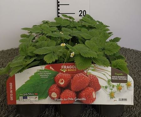 Immagine di FRAGOLA DI BOSCO V.10 CM materiali CAC