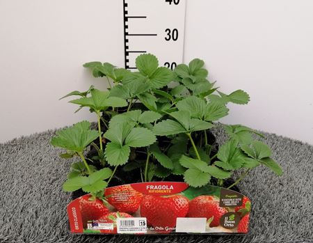 Immagine di FRAGRARIA X ANANASSA V.10 CM DUCH EX ROZIER VAR.MALGA FRAGOLA RIFIORENTE V.10 CM - materiali CAC