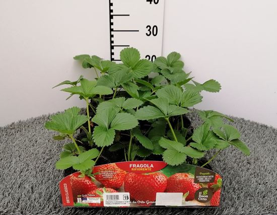 Immagine di FRAGRARIA X ANANASSA V.10 CM DUCH EX ROZIER VAR.MALGA FRAGOLA RIFIORENTE V.10 CM - materiali CAC