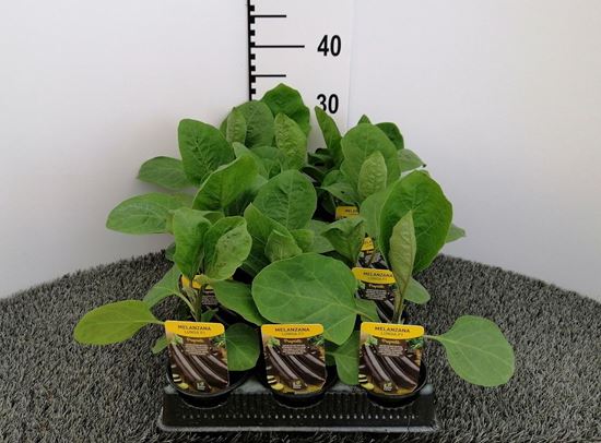 Immagine di MELANZANA LUNGA F1 V.10 CM