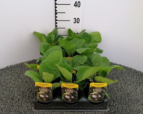 Immagine di MELANZANA TONDA F1 V.10 CM