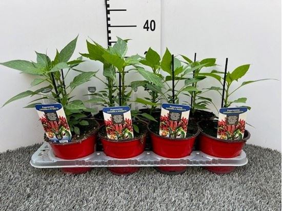Immagine di PEPERONCINO PICCA. CAYENNA MAZZETTI V.14 CM