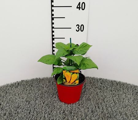 Immagine di PEPERONCINO PICCA. FATALII YELLOW V.14 CM