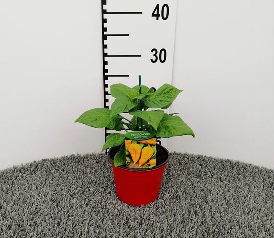 Immagine di PEPERONCINO PICCA. FATALII YELLOW V.14 CM