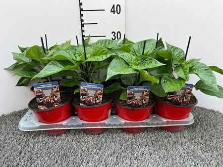 Immagine di PEPERONCINO PICCA. HABANERO CHOCOLATE V.14 CM