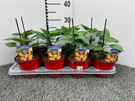 Immagine di PEPERONCINO PICCA. HABANERO ORANGE V.14 CM