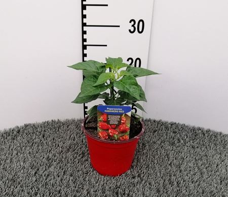 Immagine di PEPERONCINO PICCA. HABANERO RED V.14 CM